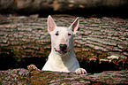 Bull Terrier Portrait