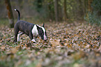 running English Bull Terrier