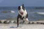 Bull Terrier at the beach