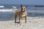 Bull Terrier at the beach