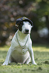 sitting Bull Terrier