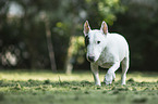 running Bull Terrier