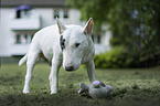 standing Bull Terrier