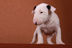 Bull Terrier Puppy