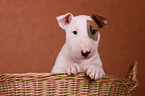 Bull Terrier Puppy