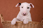 Bull Terrier Puppy