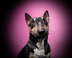 Bull Terrier Portrait