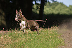 Bull Terrier in summer