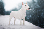 Bull Terrier in winter