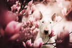 Bull Terrier