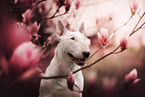 Bull Terrier