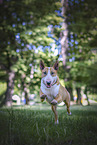 Bull Terrier