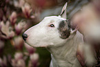 Bullterrier