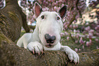 Bullterrier