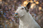 Bullterrier