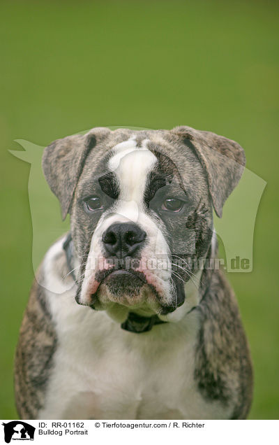 Bulldogge / Bulldog Portrait / RR-01162