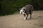 bulldog