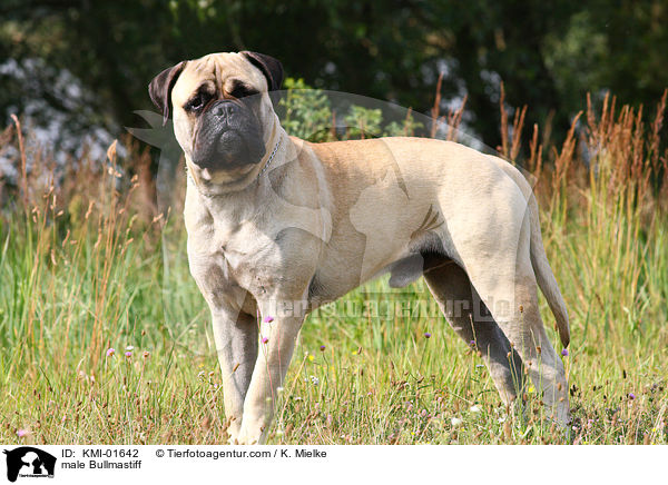 male Bullmastiff / KMI-01642