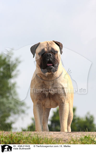 male Bullmastiff / KMI-01649