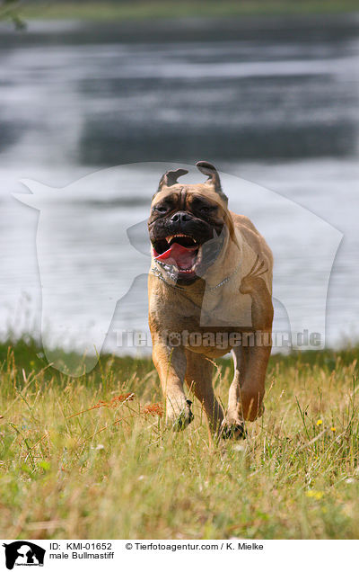 Bullmastiff Rde / male Bullmastiff / KMI-01652