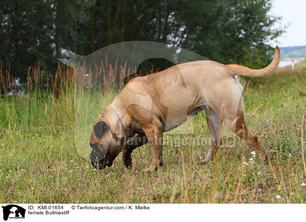 female Bullmastiff / KMI-01654
