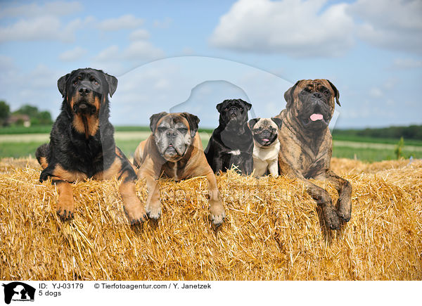 5 Hunde / 5 dogs / YJ-03179