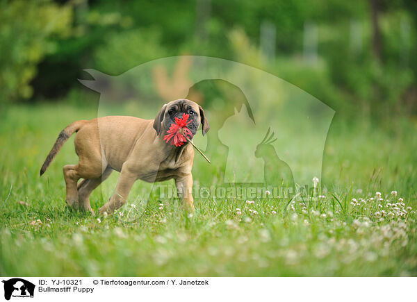 Bullmastiff Welpe / Bullmastiff Puppy / YJ-10321
