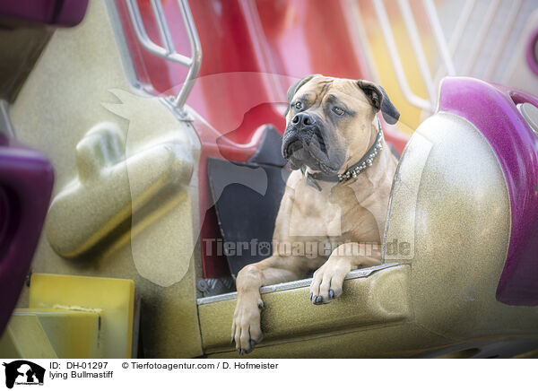 liegender Bullmastiff / lying Bullmastiff / DH-01297