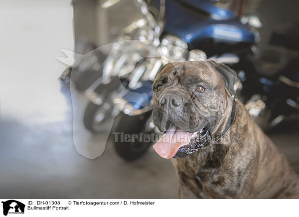 Bullmastiff Portrait / Bullmastiff Portrait / DH-01308