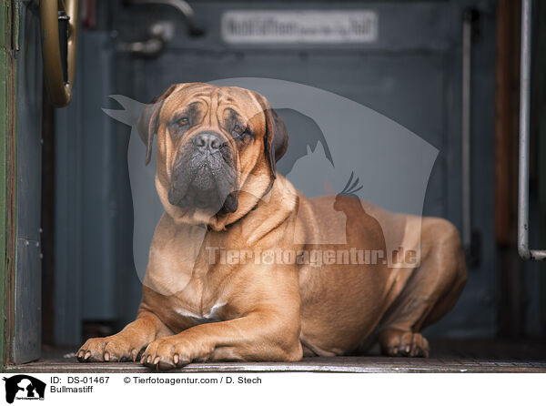 Bullmastiff / Bullmastiff / DS-01467