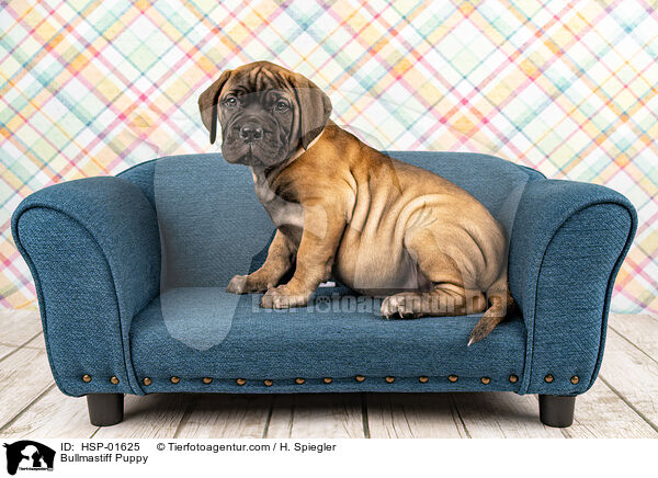 Bullmastiff Puppy / HSP-01625