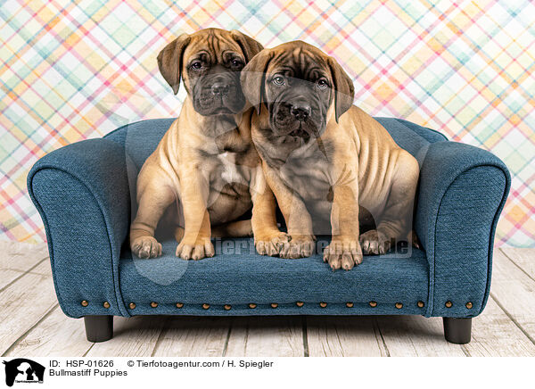 Bullmastiff Puppies / HSP-01626