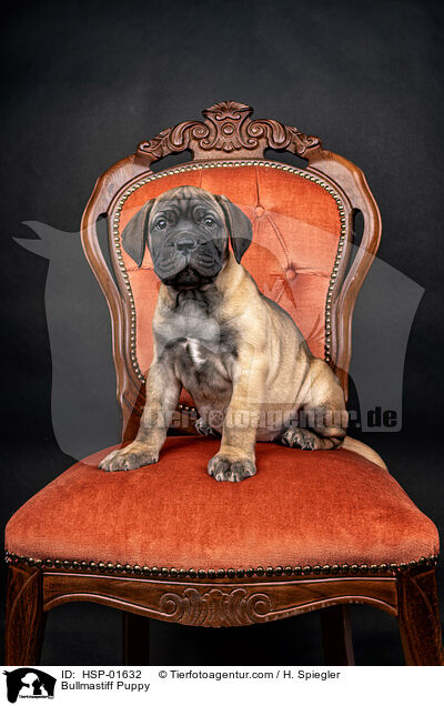 Bullmastiff Welpe / Bullmastiff Puppy / HSP-01632