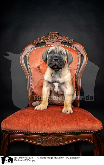 Bullmastiff Welpe / Bullmastiff Puppy / HSP-01634