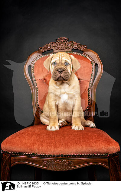 Bullmastiff Puppy / HSP-01635