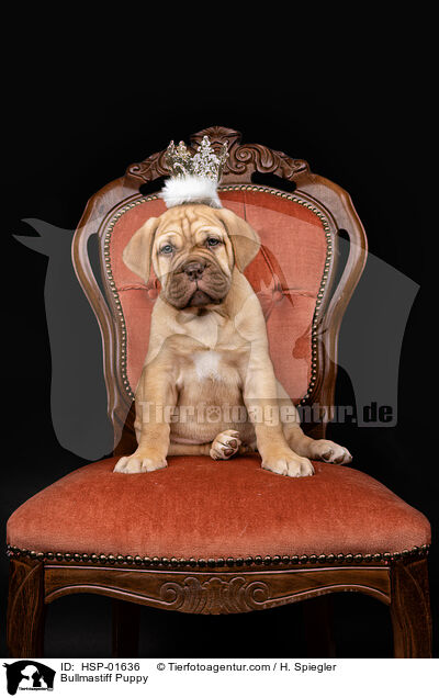 Bullmastiff Puppy / HSP-01636
