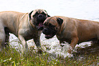 Bullmastiffs