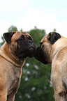 Bullmastiffs