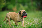 Bullmastiff Puppy