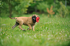 Bullmastiff Puppy