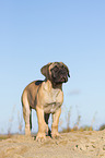 young Bullmastiff