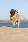 young Bullmastiff