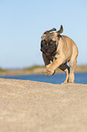 young Bullmastiff