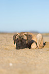 young Bullmastiff