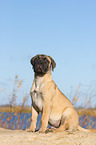 young Bullmastiff