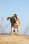 young Bullmastiff