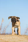 young Bullmastiff