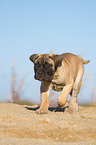 young Bullmastiff