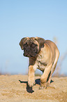 young Bullmastiff