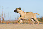 young Bullmastiff